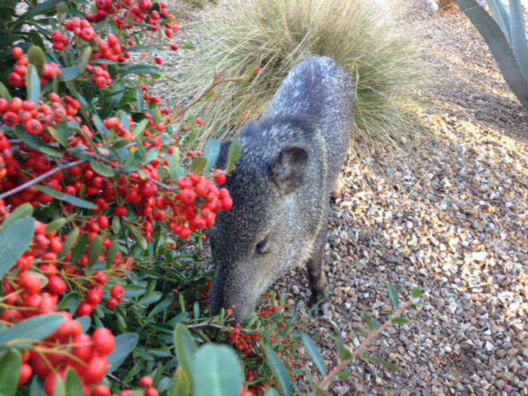Javelinas